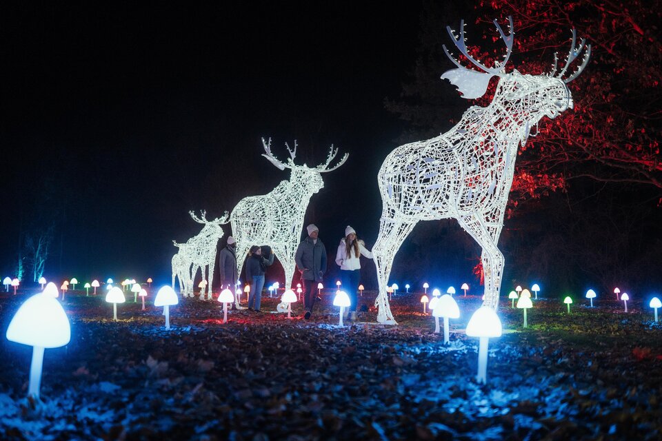 Besuchende spazieren nachts durch LUMAGICA Frohnleiten, vorbei an beleuchteten Elchfiguren und Lichtpilzen – Erlebnisregion Graz | © Region Graz-studio draussen