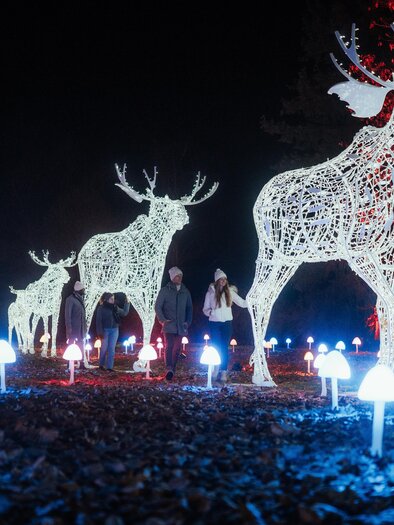 Besuchende spazieren nachts durch LUMAGICA Frohnleiten, vorbei an beleuchteten Elchfiguren und Lichtpilzen – Erlebnisregion Graz | © Region Graz-studio draussen