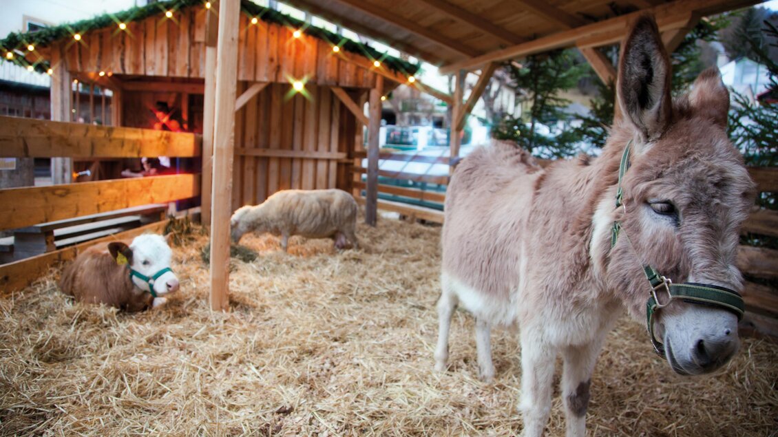 Eine kleine Tierfarm mit einem Esel, einem Schaf und einer Kuh in einem Holzstall. Die Tiere stehen auf Stroh und der Stall hat eine festliche Beleuchtung. | © Fred Lindmoser