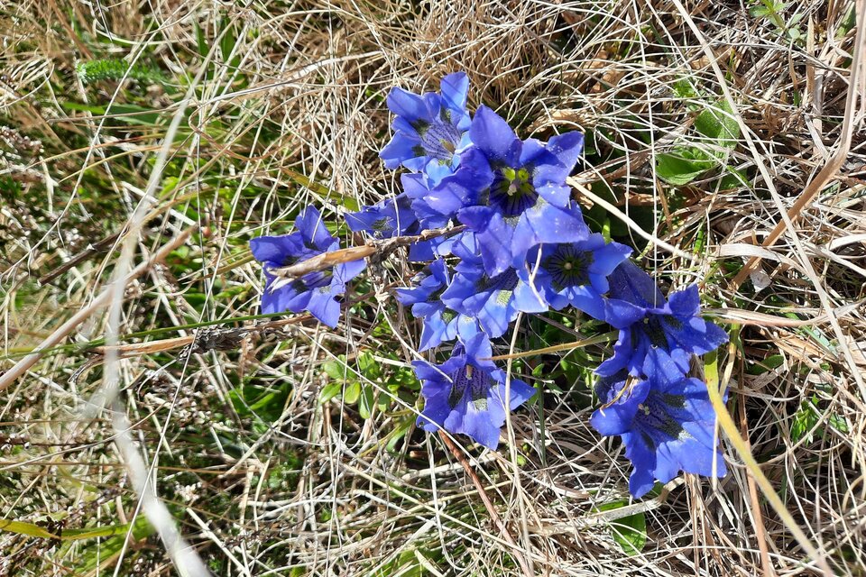 Enzianwiese_Masenberg_Oststeiermark | © Naturpark Pöllauer Tal