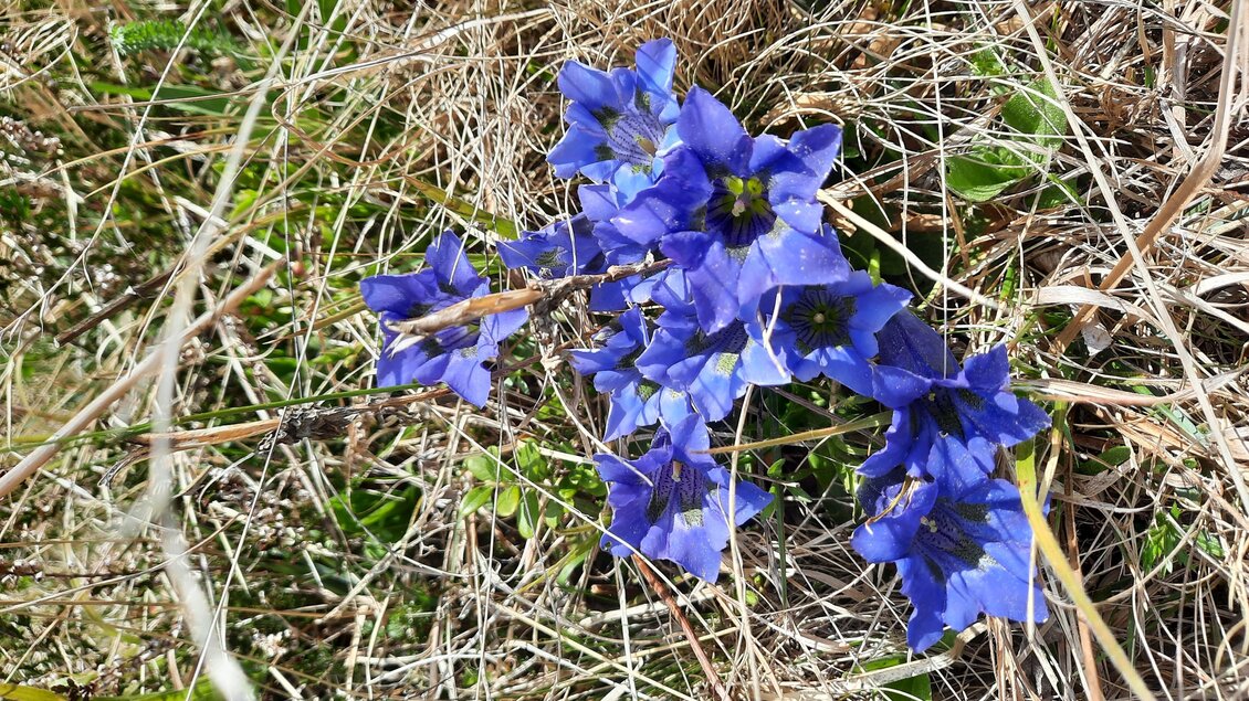 Enzianwiese_Masenberg_Oststeiermark | © Naturpark Pöllauer Tal