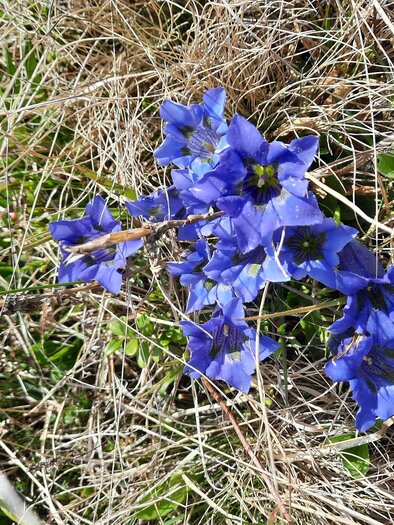 Enzianwiese_Masenberg_Oststeiermark | © Naturpark Pöllauer Tal