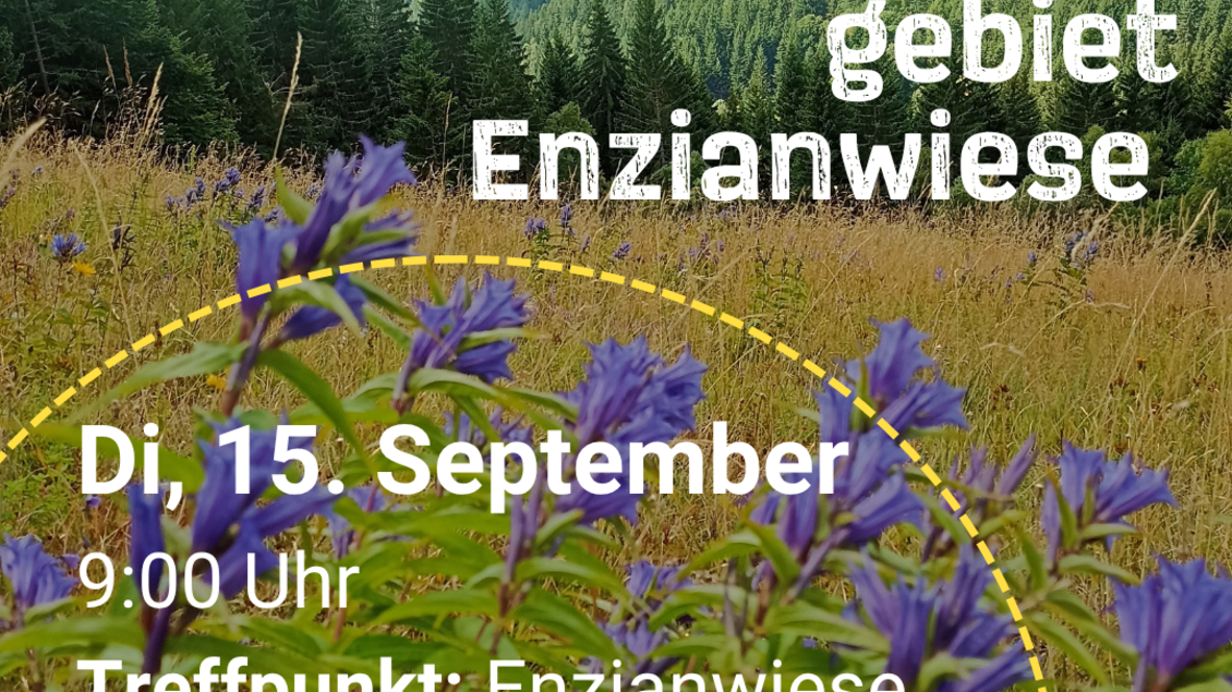 Enzianwiese_Plakat Veranstaltung_Oststeiermark | © Naturpark Pöllauer Tal