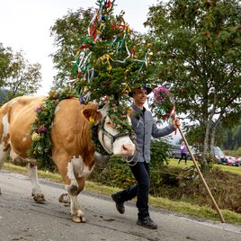 Almabtrieb, geschmückte Kuh mit Bauer. | © Region Murau