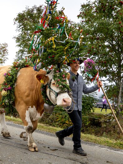 Almabtrieb, geschmückte Kuh mit Bauer. | © Region Murau
