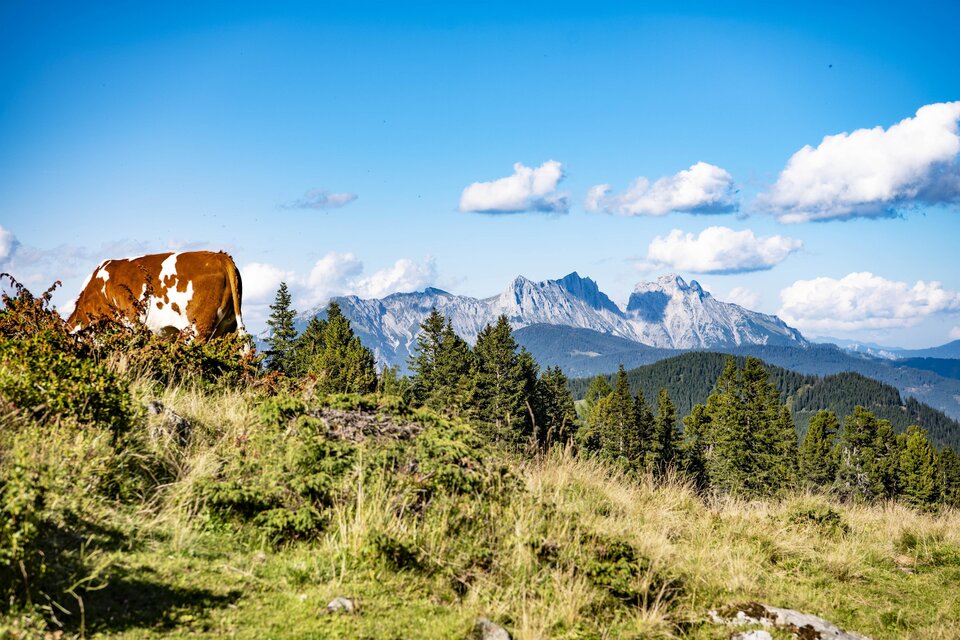 Eine Kuh steht auf einer Wiese mit Blick auf majestätische Berge. Der Himmel ist blau mit einigen weißen Wolken. | © Anita Fössl
