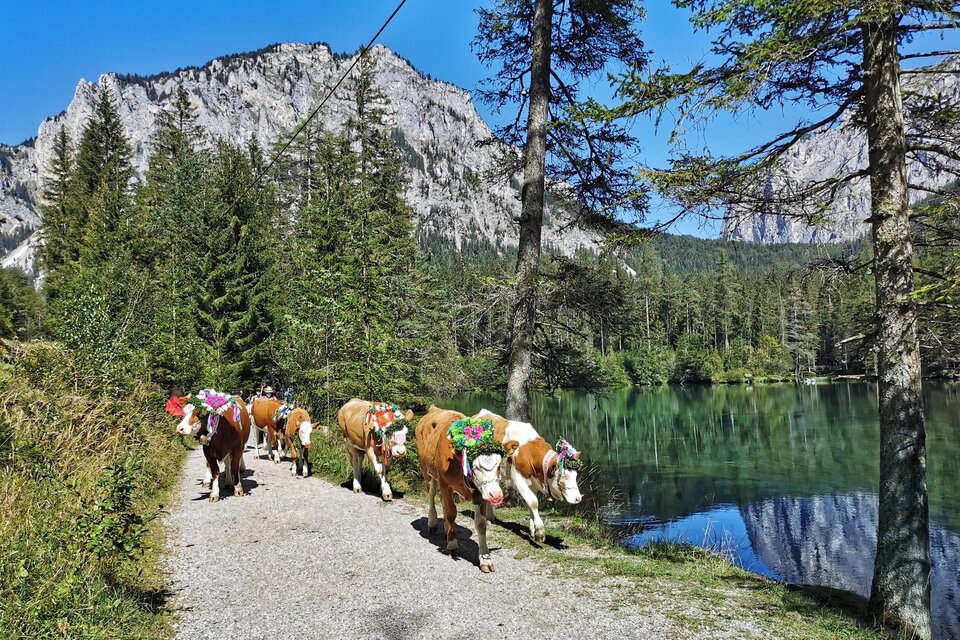 Eine Gruppe Kühe geht auf einem Weg entlang eines klaren Sees, umgeben von hohen Bäumen und Bergen. Der Himmel ist blau und sonnig. | © Gabi Wöls