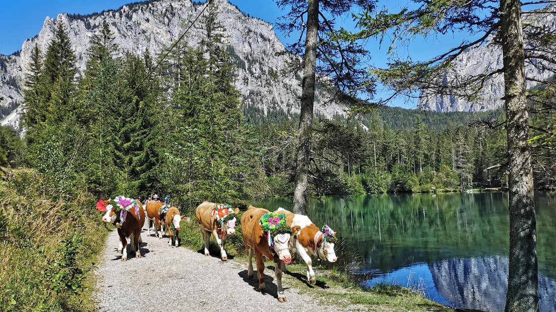 Eine Gruppe Kühe geht auf einem Weg entlang eines klaren Sees, umgeben von hohen Bäumen und Bergen. Der Himmel ist blau und sonnig. | © Gabi Wöls