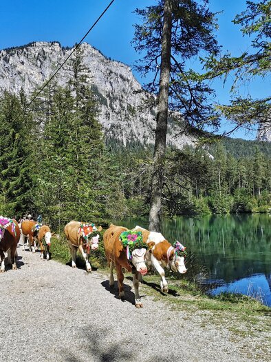 Eine Gruppe Kühe geht auf einem Weg entlang eines klaren Sees, umgeben von hohen Bäumen und Bergen. Der Himmel ist blau und sonnig. | © Gabi Wöls