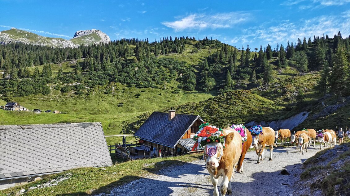 Eine Gruppe von Kühen geht einen Kiesweg entlang, umgeben von grünen Wiesen und Bergen. Im Hintergrund sind Hütten und ein blauer Himmel zu sehen. | © Gabi Wöls