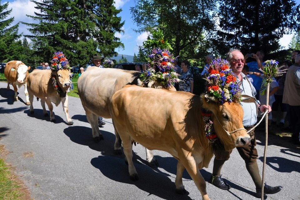 Eine festliche Kuhparade auf einer Landstraße. Mehrere Kühe mit bunten Blumenkränzen werden von einem Mann und Zuschauern begleitet. | © Maria Fank