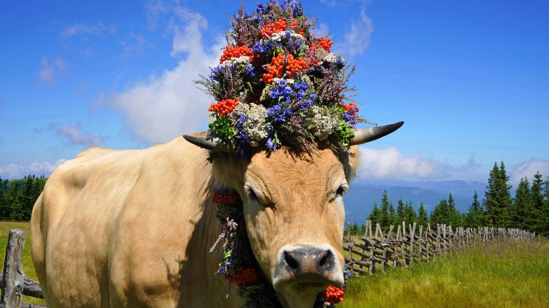 Eine Kuh steht auf einer Wiese mit einem bunten Blumenkopfkranz. Im Hintergrund sind ein Zaun und eine malerische Landschaft zu sehen.