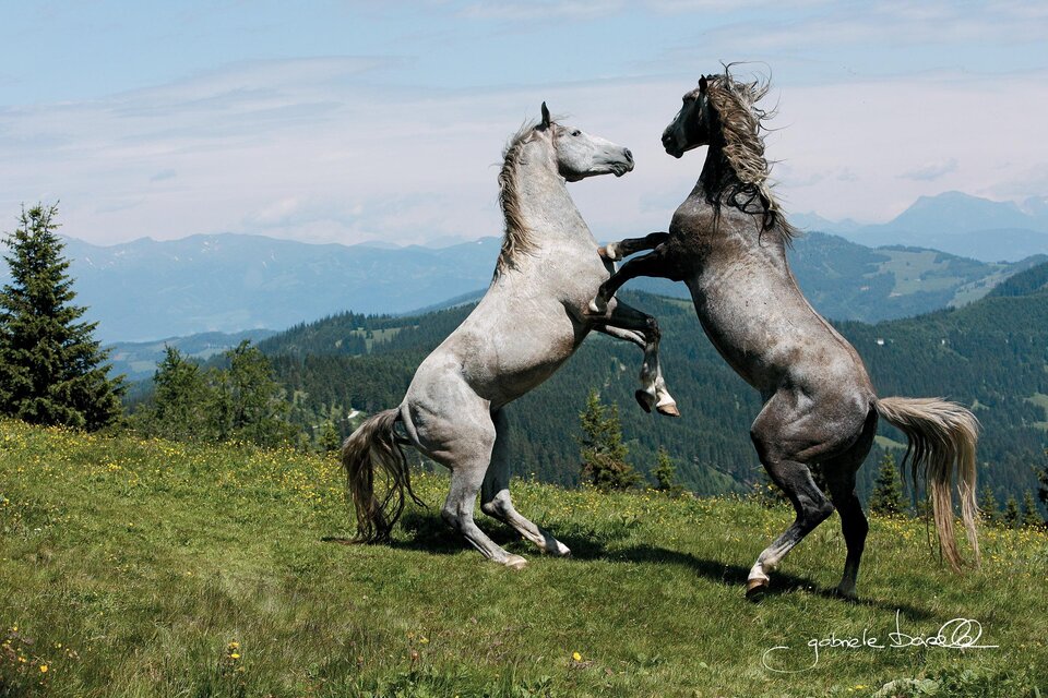 Zwei junge Lipizzanerhengste steigen auf der Stubalm vor Bergpanorama in der Lipizzanerheimat. | © Lipizzanergestüt Piber-Gabriele Boiselle