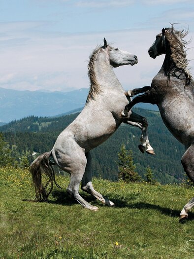 Two young Lipizzaner stallions rise on the Stubalm against a mountain panorama in the Lipizzaner homeland. | © Lipizzanergestüt Piber-Gabriele Boiselle