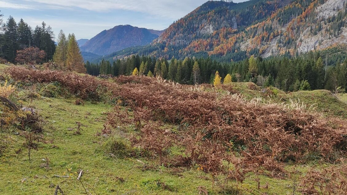 Almgebiet Pretschuhalm | © Michael Frois