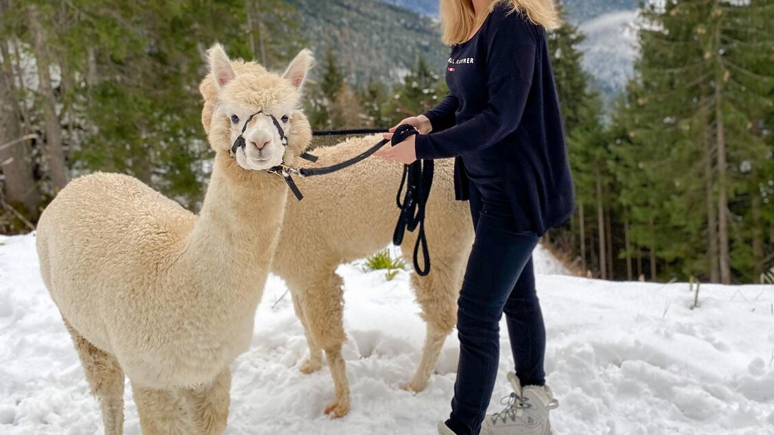 Eine Frau steht in der Schneelandschaft und hält zwei weiße Alpakas an der Leine. Im Hintergrund sind Berge und Tannenbäume zu sehen. | © Dachstein Alpakas