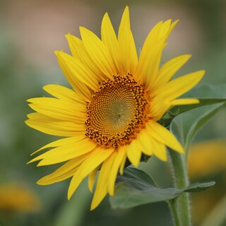 Aufblühende Sonnenblume