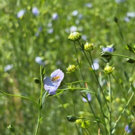 Ein Feld mit vielen kleinen blauen Blumen und grünen Knospen. Die Pflanzen wachsen üppig im Sonnenlicht. | © UMJ - B.Heusserer