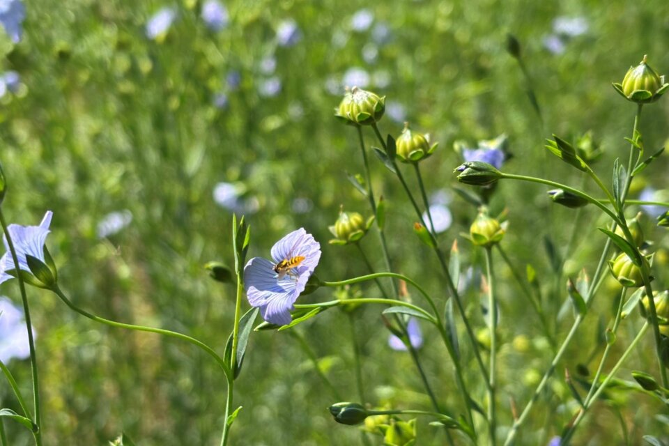 Ein Feld mit vielen kleinen blauen Blumen und grünen Knospen. Die Pflanzen wachsen üppig im Sonnenlicht. | © UMJ - B.Heusserer