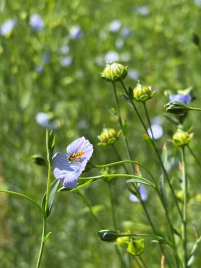 Ein Feld mit vielen kleinen blauen Blumen und grünen Knospen. Die Pflanzen wachsen üppig im Sonnenlicht. | © UMJ - B.Heusserer