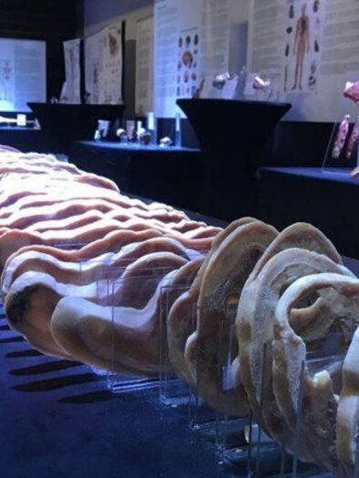 In slices prepared human body in the exhibition "Real Human Bodies", supplemented by anatomical display boards and individual specimens. | © koerper-ausstellung.de