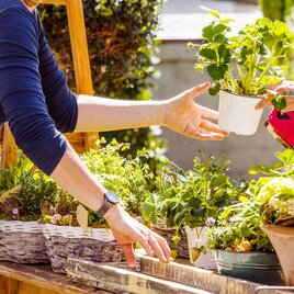 Ein bunter Marktstand mit verschiedenen Pflanzen und Blumen. Eine Person reicht einem anderen eine Topfpflanze. | © AdobeStock_202623295