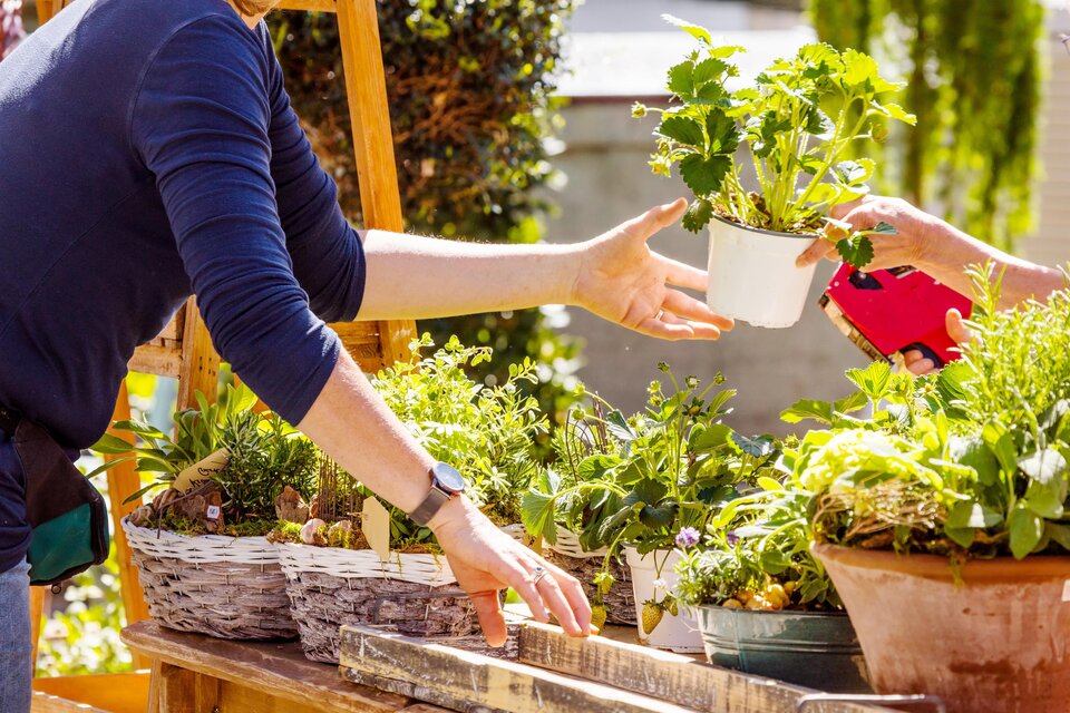 Ein bunter Marktstand mit verschiedenen Pflanzen und Blumen. Eine Person reicht einem anderen eine Topfpflanze. | © AdobeStock_202623295