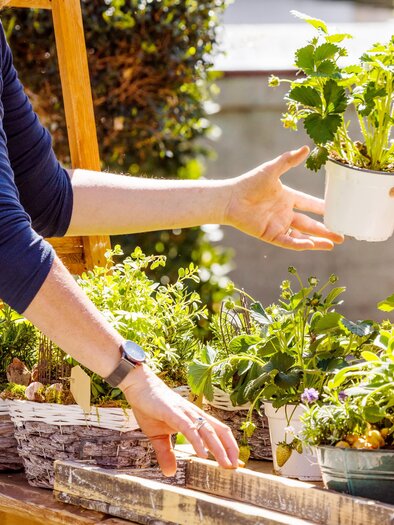 A colorful market stall with various plants and flowers. One person is handing a potted plant to another. | © AdobeStock_202623295