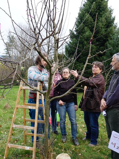 Eine Gruppe von Menschen steht um einen kleinen Baum, während jemand zeigt, wie man ihn beschneidet. Im Hintergrund sind einige Tannenbäume und eine grüne Wiese zu sehen. | © Marktgemeinde Pöllau