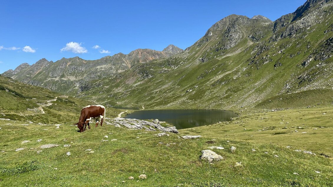 Kuh auf einer Almwiese vor dem idyllischen Giglachsee. | © Sabine-Artmayr