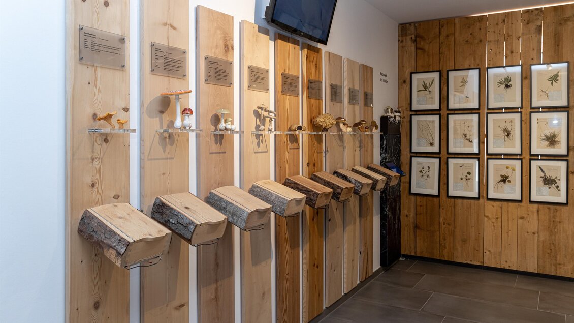 Eine Wand mit Holzregalen, auf denen verschiedene Pilze ausgestellt sind. An der gegenüberliegenden Wand hängen gerahmte Bilder von Pflanzen. | © Heimathaus Mariazell