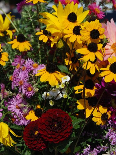 Ein bunter Strauß aus verschiedenen Blumen in vielen Farben. Die frischen Blüten verleihen dem Bild eine lebendige und fröhliche Atmosphäre. | © Bio Fest
