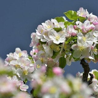 Apple Blossom Festival_Eastern Styria
