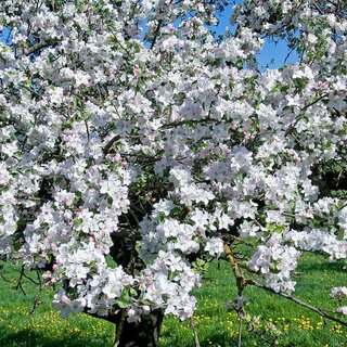 Blossom weeks- Styrian apple road | © Tourismusverband Oststeiermark
