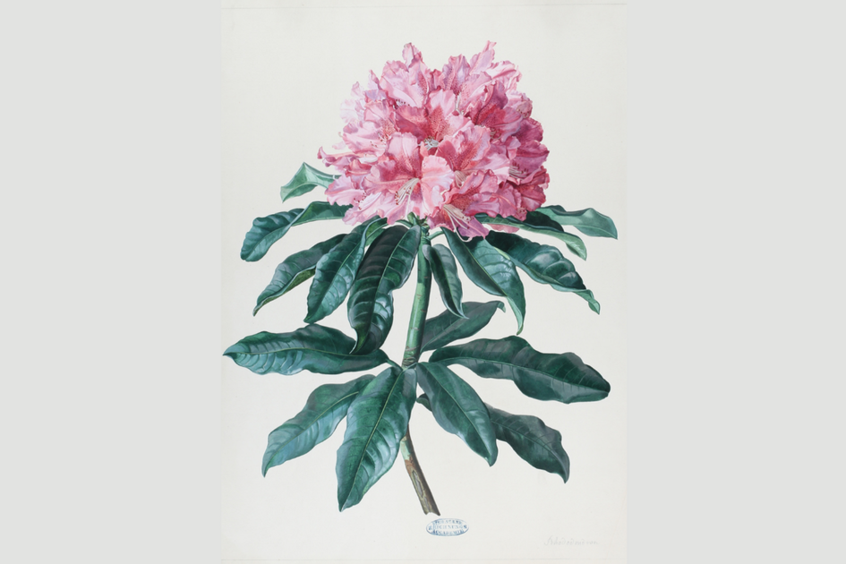 rhododendron | © Universalmusem Joanneum | © Universalmusem Joanneum