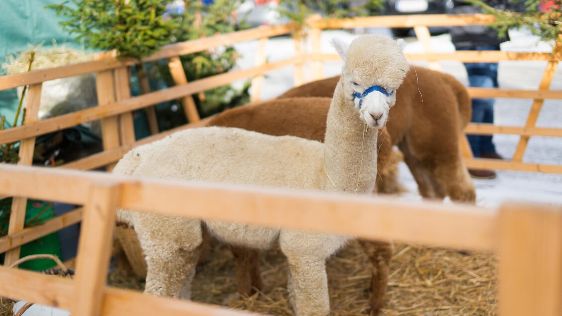 Alpakas beim Brandluckner Adventmarkt | © Naturhotel Bauernhofer