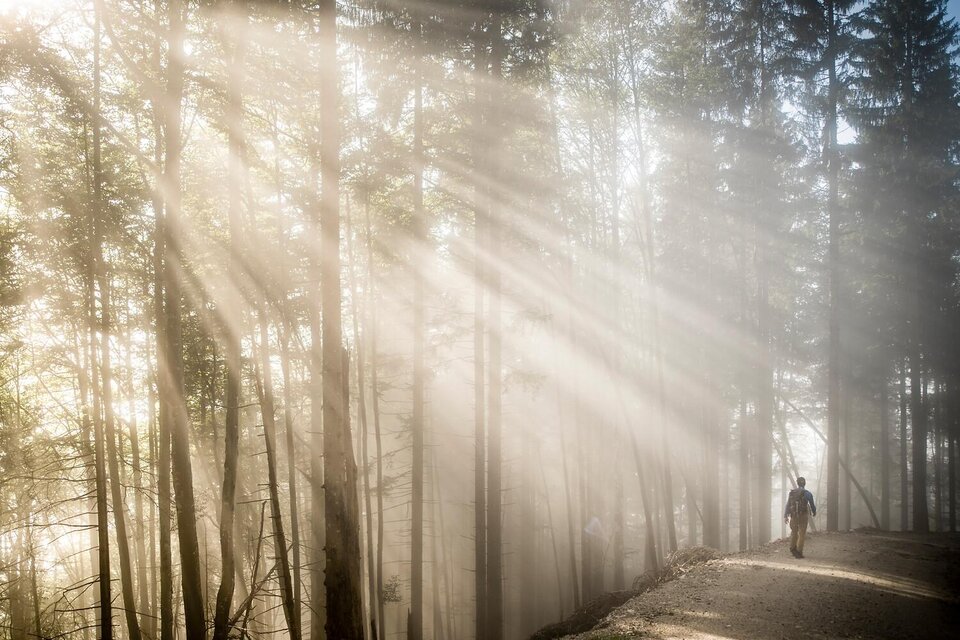 Ein ruhiger Wald mit Sonnenstrahlen, die durch die Bäume fallen. Eine Person wandert auf einem schmalen Weg. | © Archiv TV Gesäuse