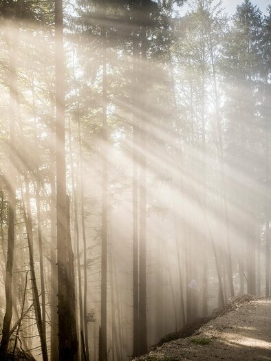 Ein ruhiger Wald mit Sonnenstrahlen, die durch die Bäume fallen. Eine Person wandert auf einem schmalen Weg. | © Archiv TV Gesäuse