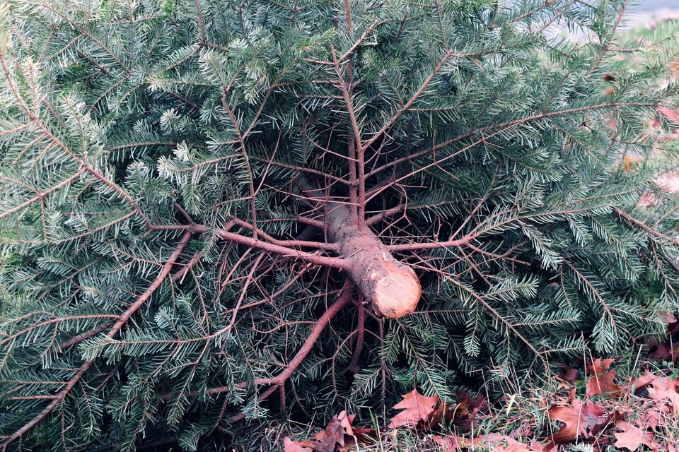Ein umgefallener Weihnachtsbaum liegt auf dem Boden. Die grünen Äste sind dicht und frisch. | © Pixabay Manfred Richter