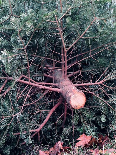 Ein umgefallener Weihnachtsbaum liegt auf dem Boden. Die grünen Äste sind dicht und frisch. | © Pixabay Manfred Richter