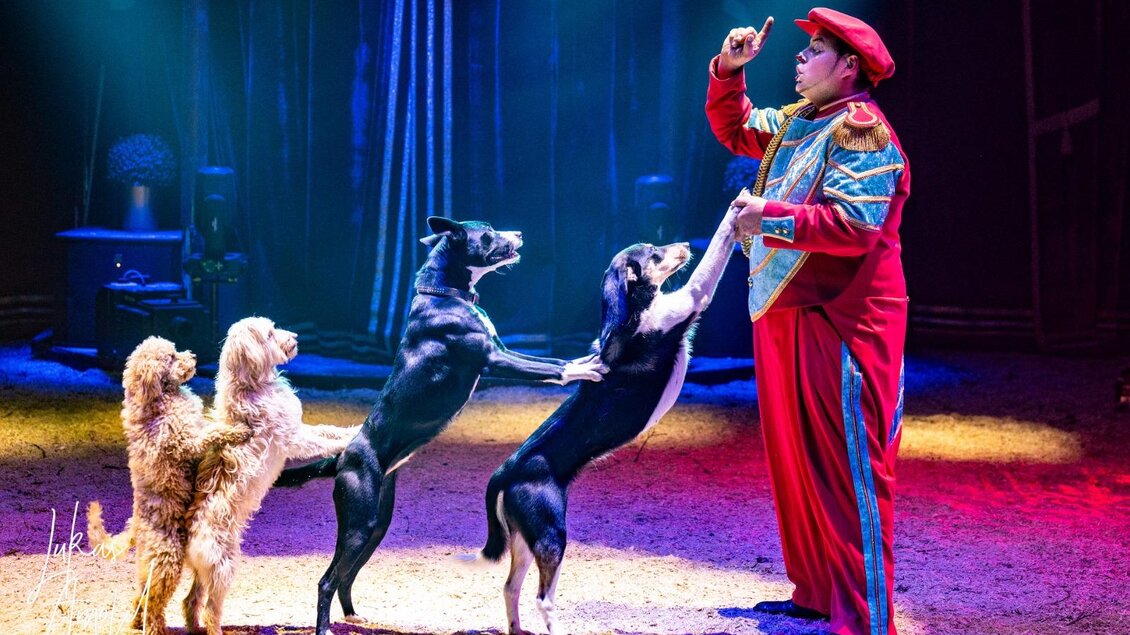 <p>Clown in rote-blauem Kostüm führt vier Hunde in der beleuchteten Manege des Circus Frankello vor. Drei Hunde stehen auf den Hinterbeinen.</p> | © Circus Frankello-Lukas Arnold