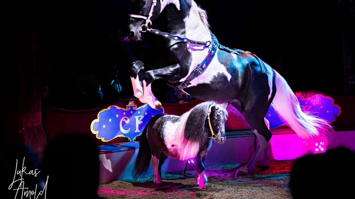 Pferdeakrobatik in der Zirkusmanege | © Circus Frankello-Lukas Arnold