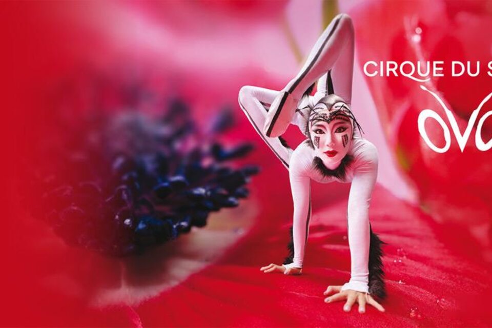 Ein talentierter Akrobat in einem farbenfrohen Kostüm zeigt eine beeindruckende Pose. Der Hintergrund ist rot und verleiht dem Bild eine lebendige Atmosphäre. | © cirque-du-soleil-ovo