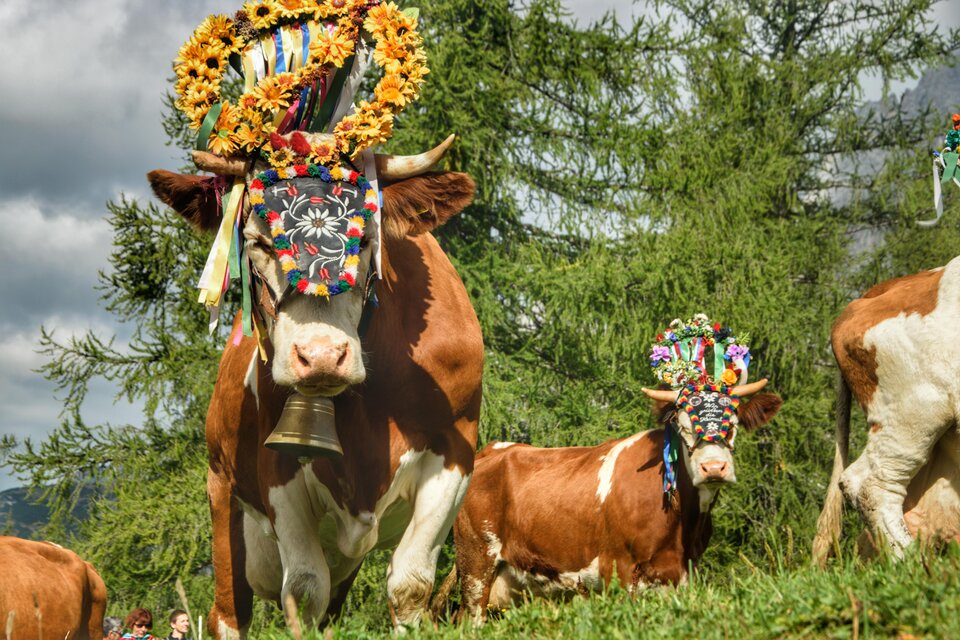 Eine Gruppe von Kühen mit bunten Blumenkränzen und festlicher Dekoration. Im Hintergrund sind grüne Bäume und ein bewölkter Himmel zu sehen. | © Marlene Eggmayr