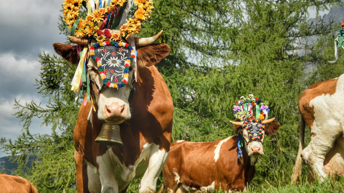Eine Gruppe von Kühen mit bunten Blumenkränzen und festlicher Dekoration. Im Hintergrund sind grüne Bäume und ein bewölkter Himmel zu sehen. | © Marlene Eggmayr