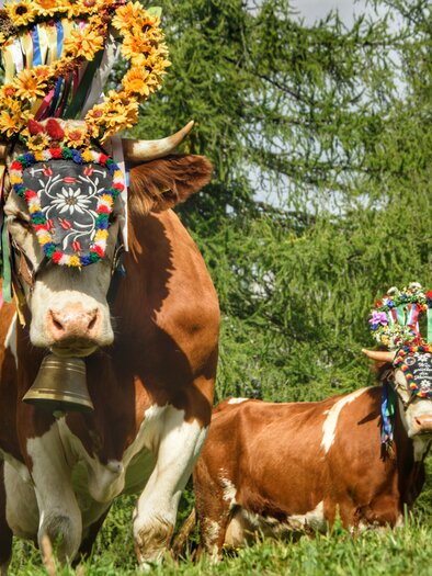 Eine Gruppe von Kühen mit bunten Blumenkränzen und festlicher Dekoration. Im Hintergrund sind grüne Bäume und ein bewölkter Himmel zu sehen. | © Marlene Eggmayr
