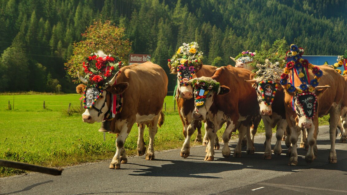 Eine Gruppe von geschmückten Kühen läuft auf einer Straße. Im Hintergrund sind Bäume und eine grüne Wiese zu sehen. | © Marlene Eggmayr