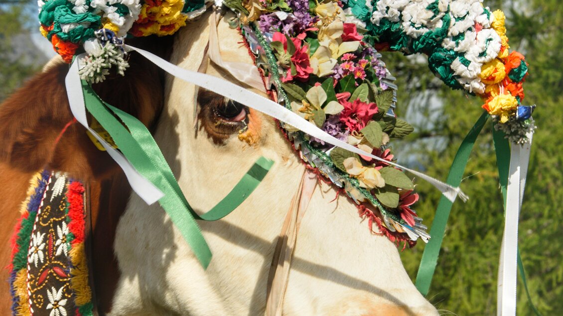 Eine schön geschmückte Kuh mit Blumenkranz und bunten Bändern. Im Hintergrund erblickt man eine grüne Landschaft unter einem blauen Himmel. | © Marlene Eggmayr
