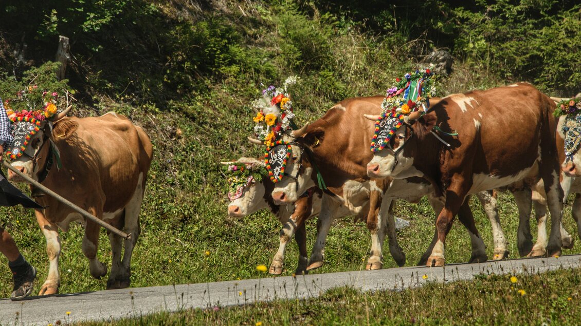 Eine Gruppe von Kühen mit bunten Kopfbedeckungen läuft auf einem Weg. Sie sind von einer grünen Landschaft umgeben. | © Marlene Eggmayr