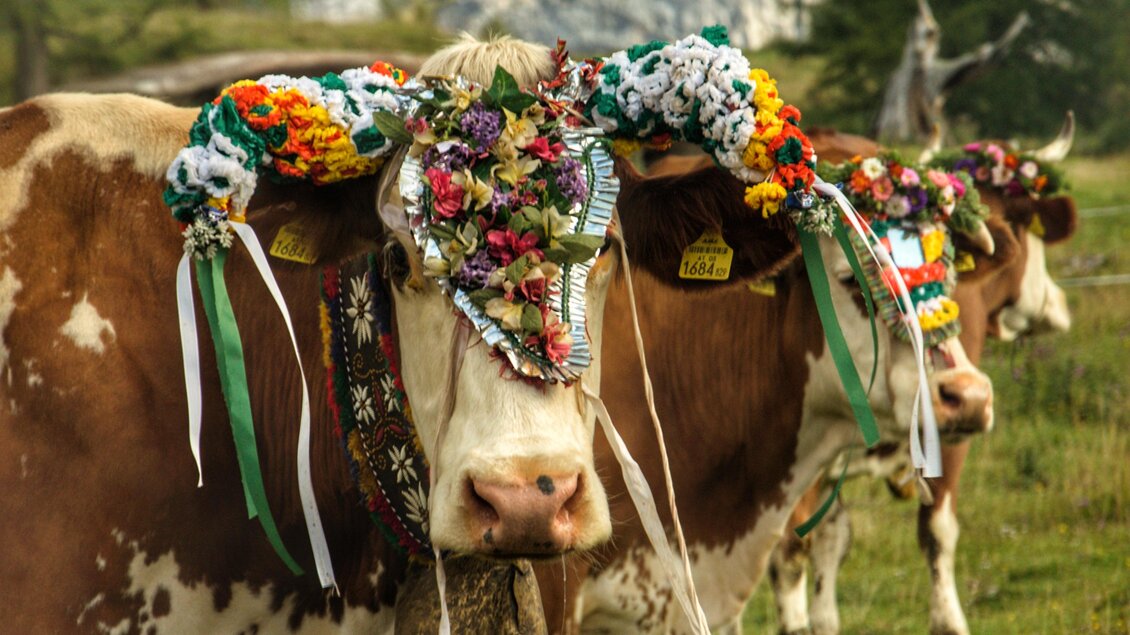 Eine Gruppe von Kühen mit bunten Blumenkränzen auf den Köpfen. Sie stehen auf einer grünen Wiese in einer malerischen Landschaft. | © Marlene Eggmayr